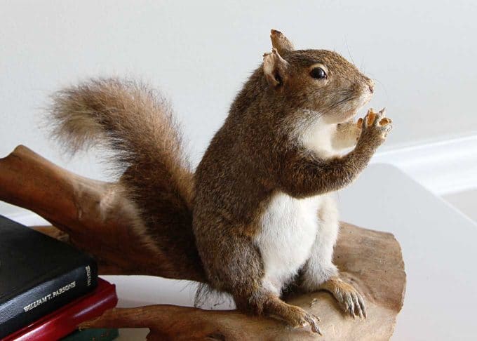 Adventures of buying a taxidermy squirrel at the antique mall.