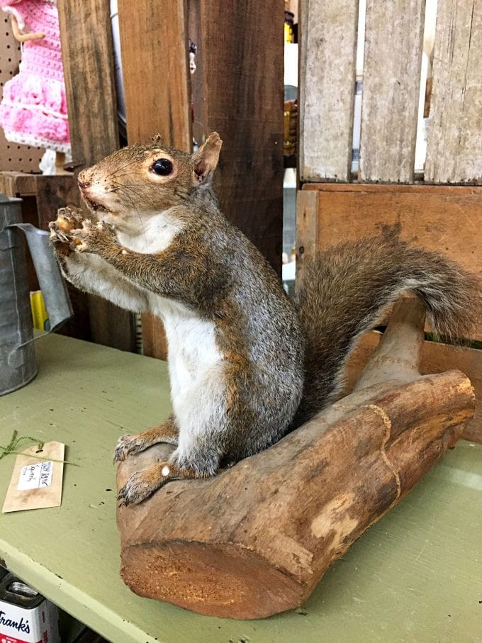Adventures of buying a taxidermy squirrel at the antique mall.
