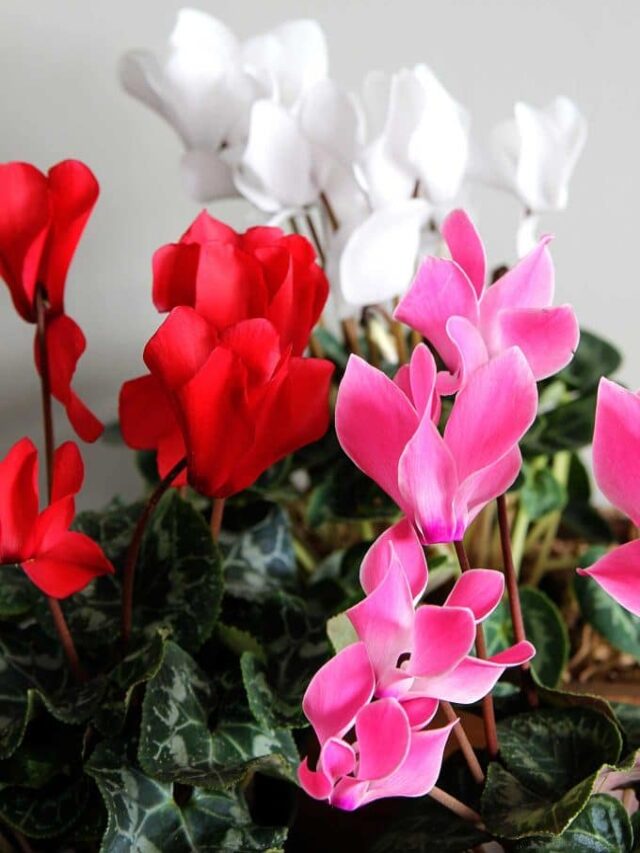 CYCLAMEN CARE HOW TO GROW INDOOR CYCLAMEN (story)