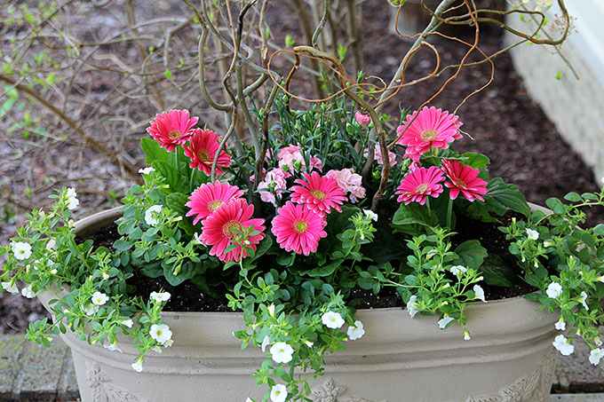 Dianthus, Gerbera Daisy and Calibrachoa