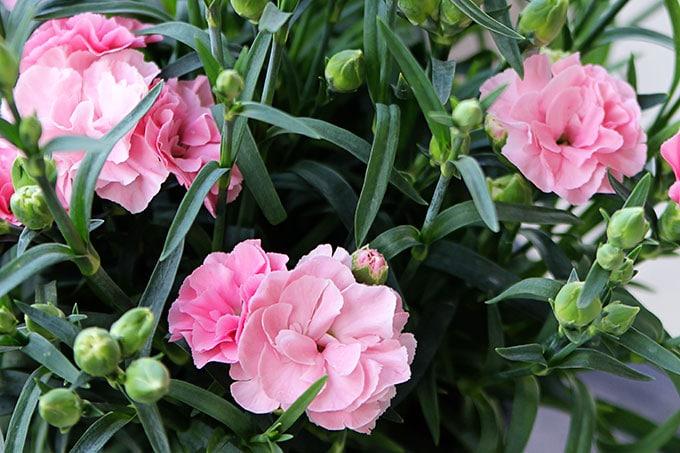 Sunflor Orinoco Dianthus