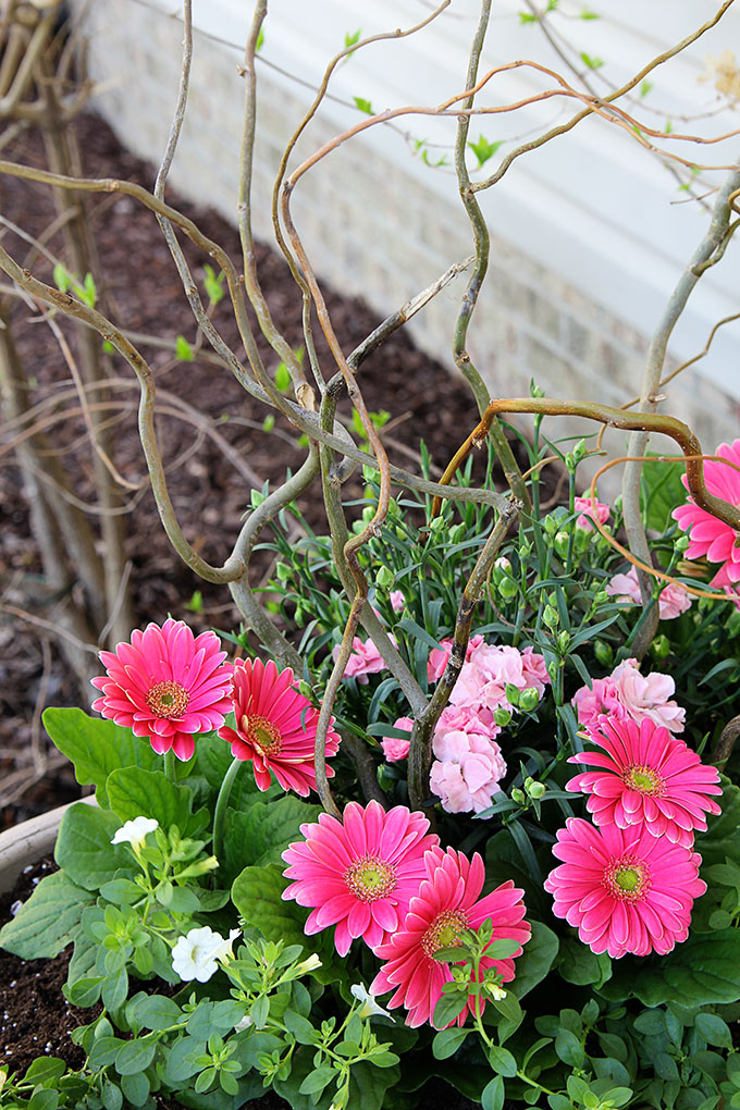 Calibrachoa, gerbera daisy and carnations in a flower garden planter.