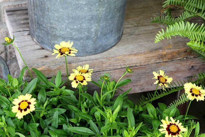 UpTick Cream And Red Coreopsis