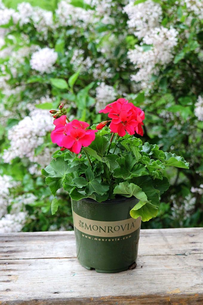 Cumbanita Deep Rose Geranium by Monrovia