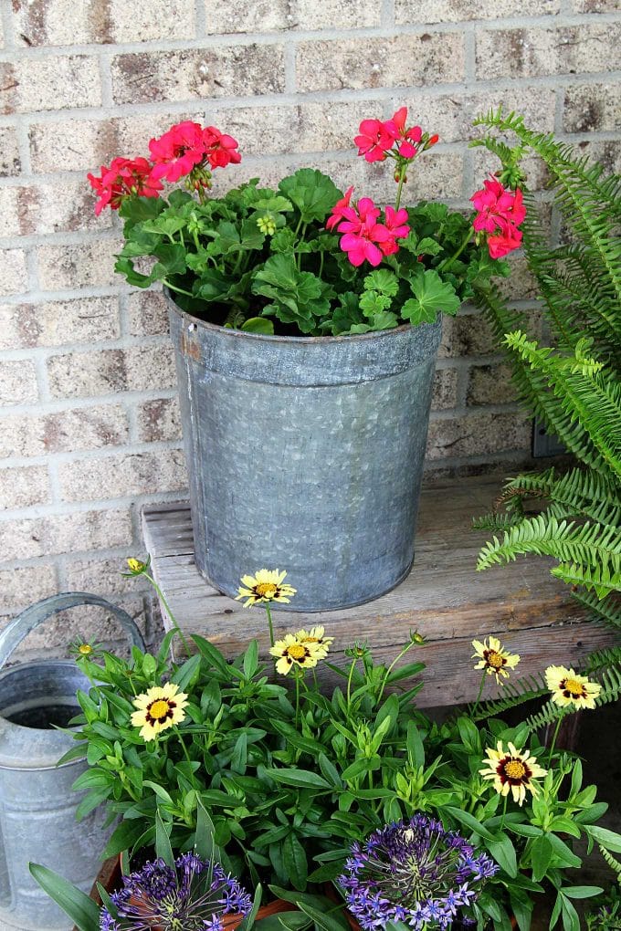 Pink geranium in a galvanized bucket