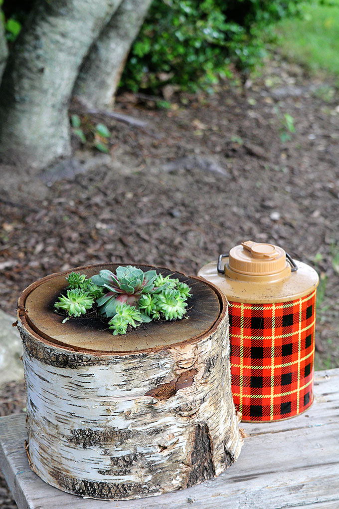 How to make your own log planter for succulents using a bonfire log you can buy at your local hardware store. DIY succulent log planter without cutting down your own tree!