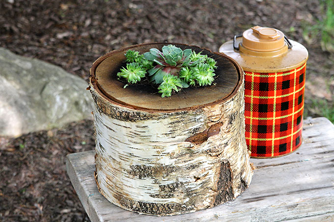 Succulent log planter