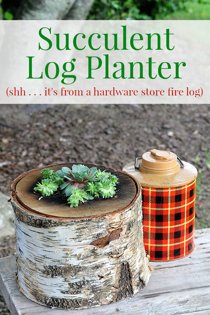 How to make your own log planter for succulents using a bonfire log you can buy at your local hardware store. DIY succulent log planter without cutting down your own tree!