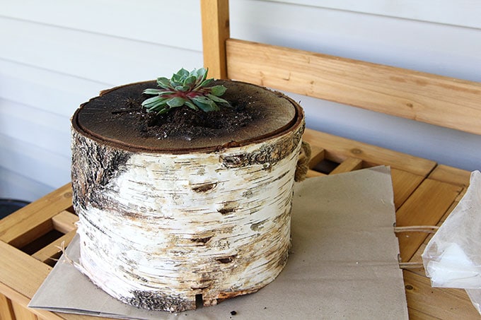 Planting succulents in wood