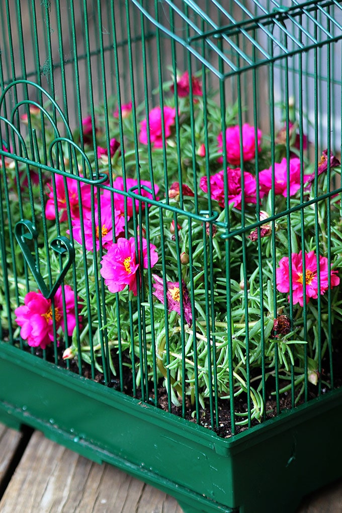 Bright pink portulaca growing in a birdcage