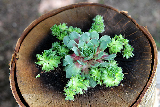 Hens and chicks planted in a log