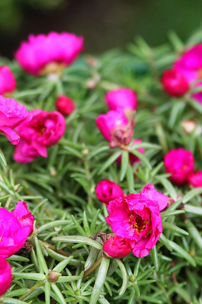 Bright pink portulaca