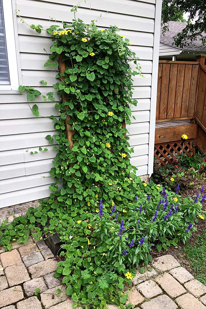 The fast growing Black-eyed Susan vine on a trellis