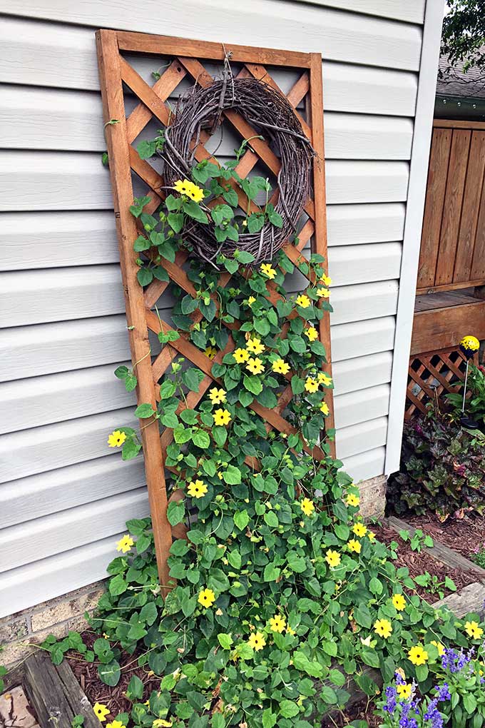 Black-eyed Susan vine climbing up a trellis