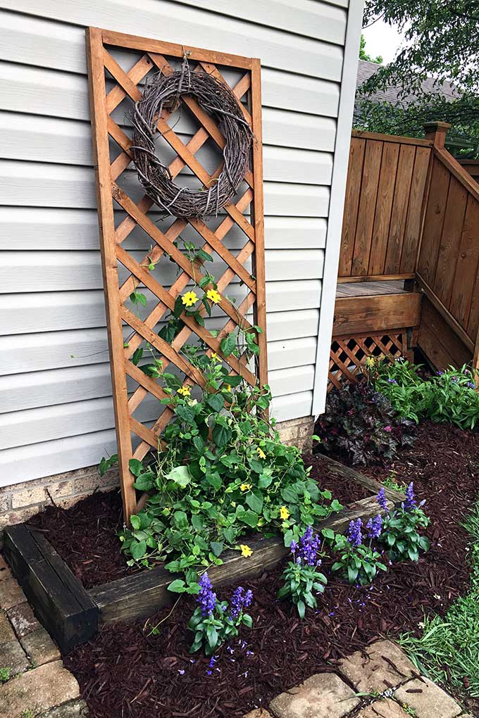 Black-eyed Susan vine planted with salvia