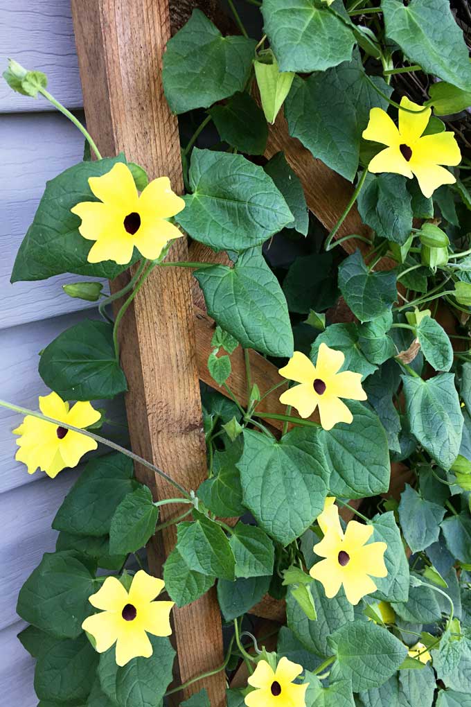 A Black-Eyed Susan Vine updated with photos throughout the summer so you can see how fast they grow and how utterly gorgeous this flowering vine is.