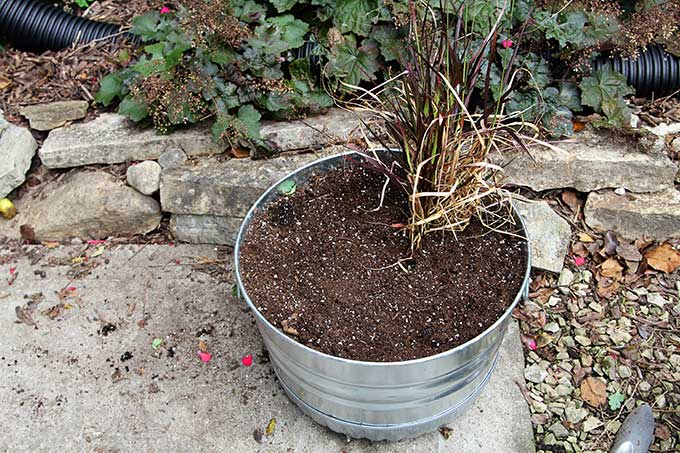 Planting purple fountain grass in a fall planter
