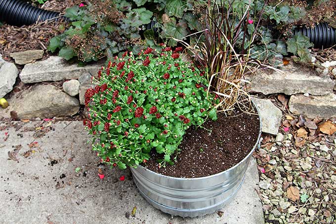 Planting a mum in fall outdoor planters