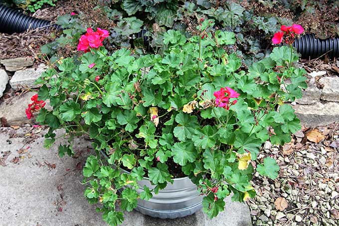 How to make a fall container garden
