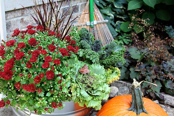 Plants for fall outdoor planters