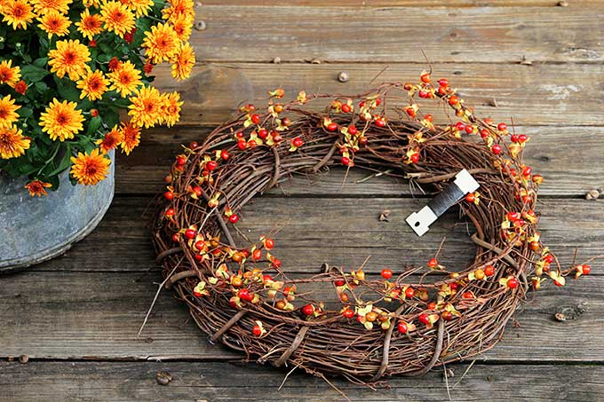 A Fall Grapevine Wreath for Beginners –