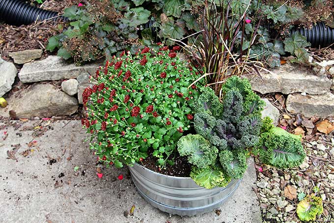 Planting kale in a fall container garden