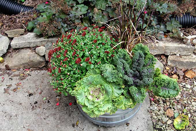 Planting cabbage in a fall planter box