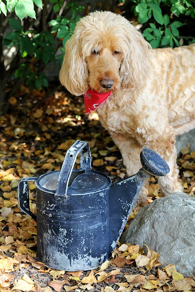 Vintage galvanized watering can painted black (with labradoodle).