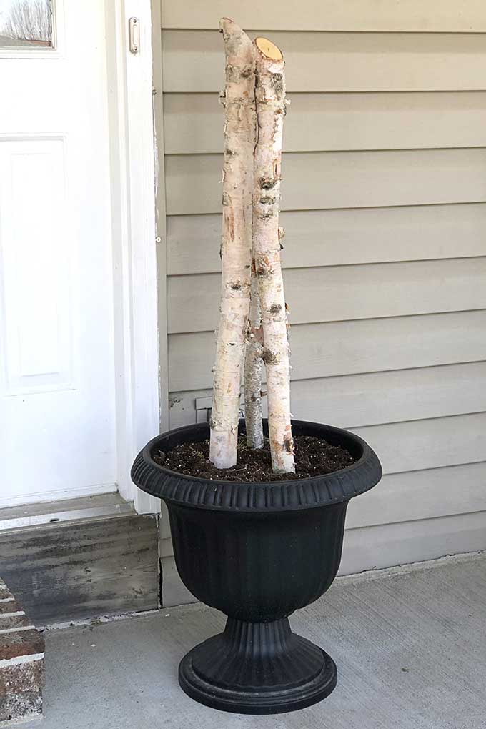 Birch logs in a porch pot