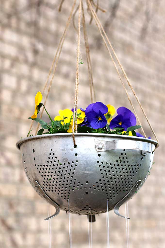 Repurposed colander used as planter