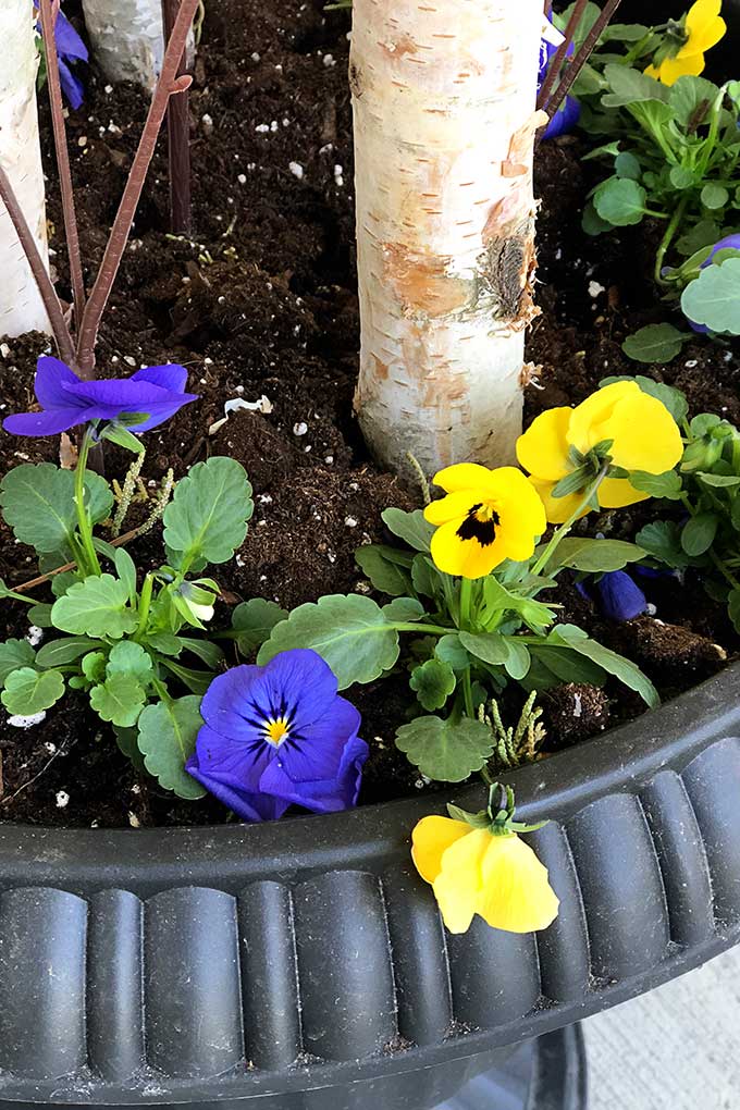 Pansies in a spring porch pot