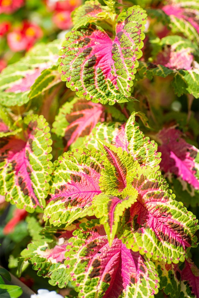 Coleus and other old fashioned flowers