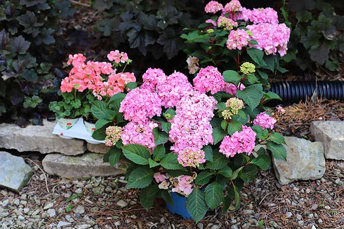 Endless Summer hydrangea BloomStruck