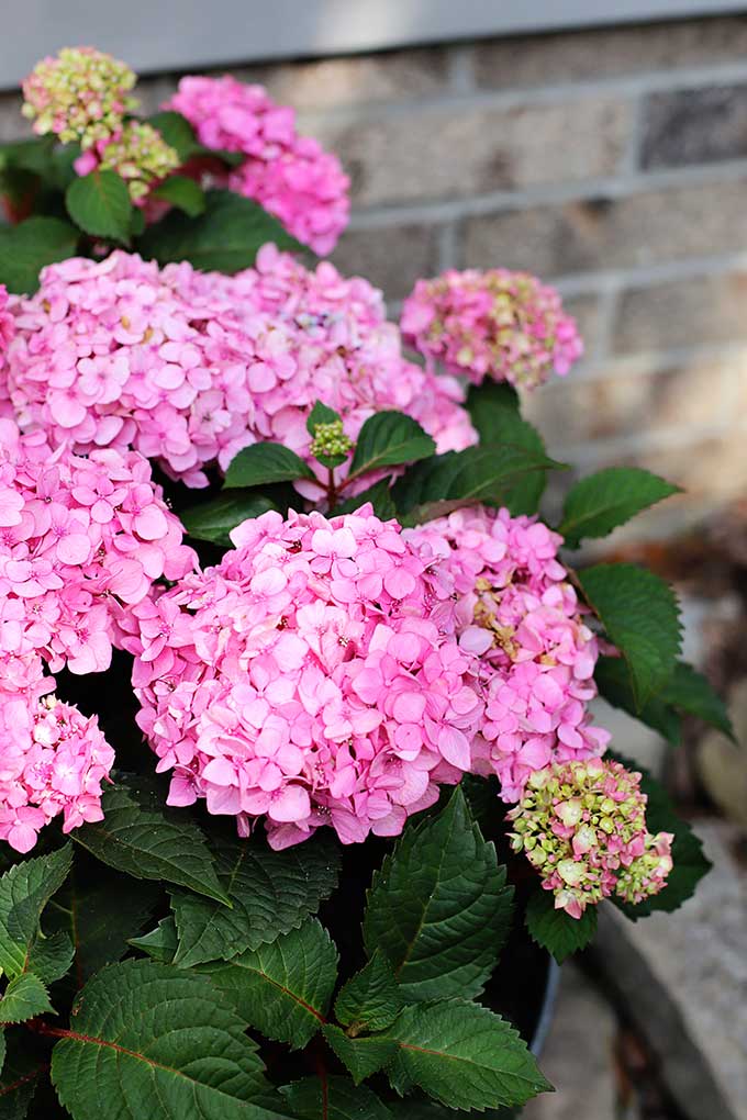 Image of Pink endless summer hydrangea in pot