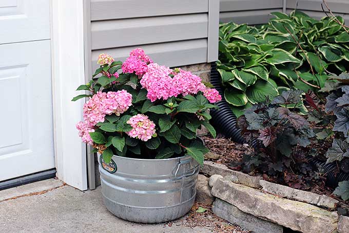 Endless Summer hydrangea in a pot