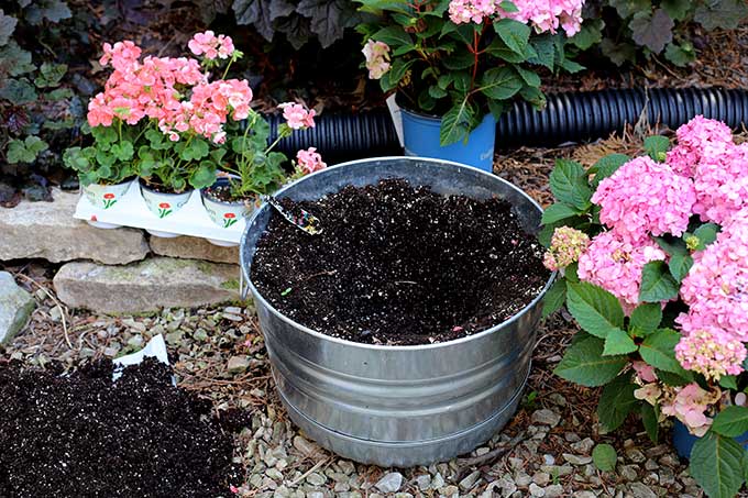 Planting a hydrangea