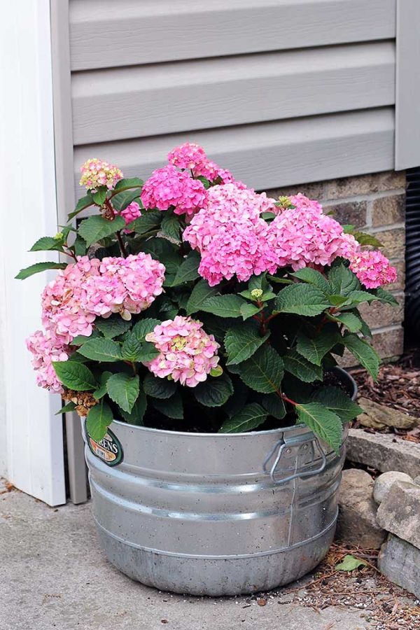 How To Grow Hydrangea In Pots - House of Hawthornes