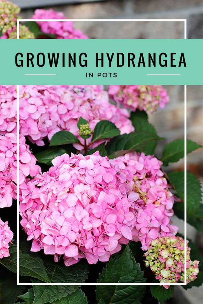 Growing hydrangea in pots