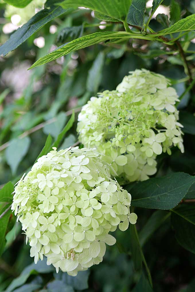 Limelight hydrangea