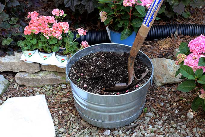 Growing hydrangeas