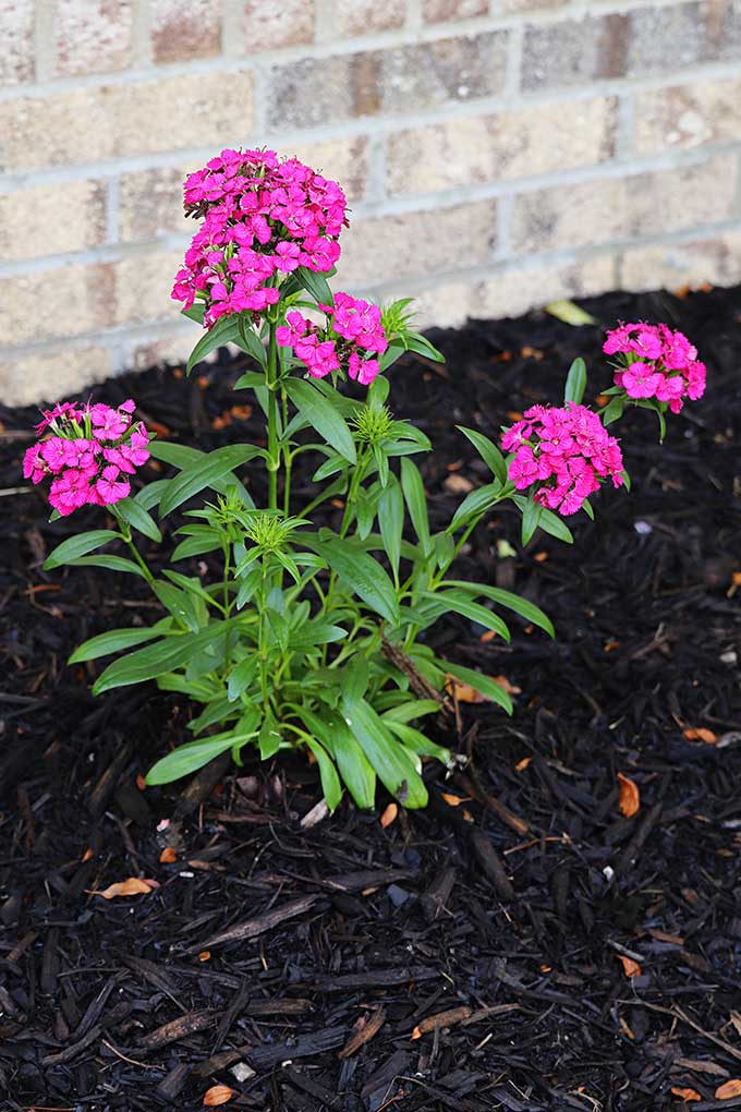 Dianthus Jolt cherry