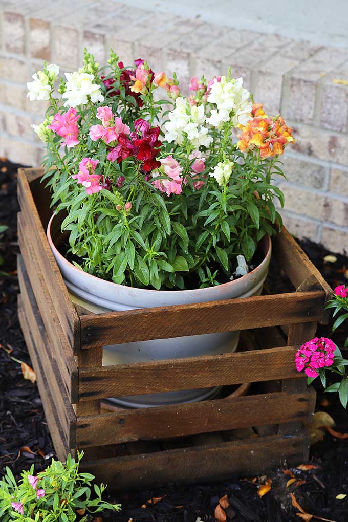 Snapdragon in a wooden crate