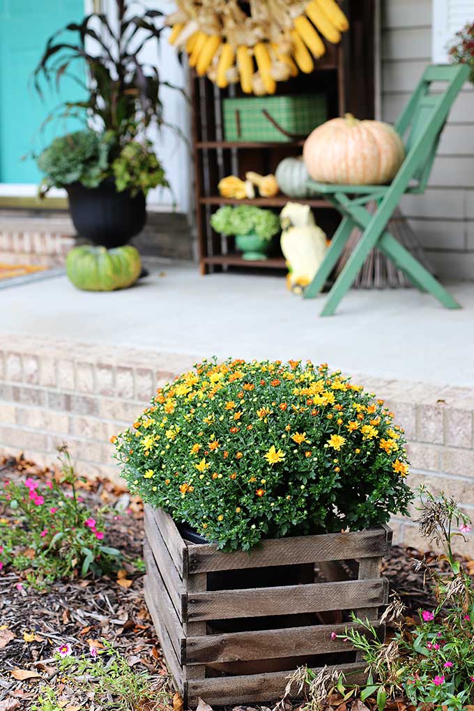 Mums in a wooden crate for outdoor fall decor.