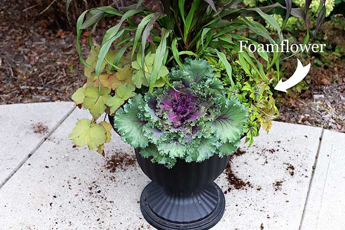 Sugar and Spice foamflower for fall outdoor planter.