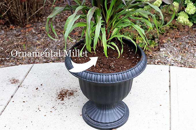 Purple Baron ornamental millet for fall outdoor planter.