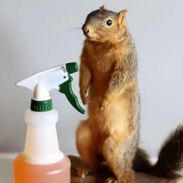 best homemade squirrel repellent recipe