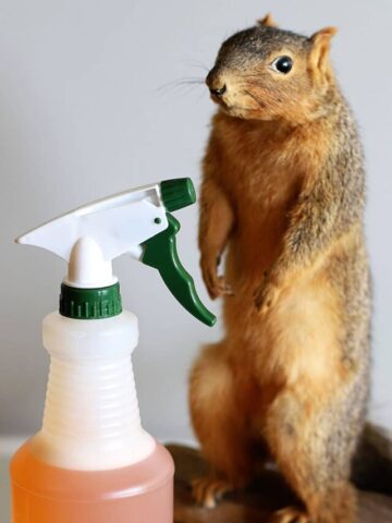 best homemade squirrel repellent recipe