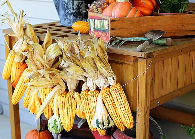 Corn garland for fall harvest decor.