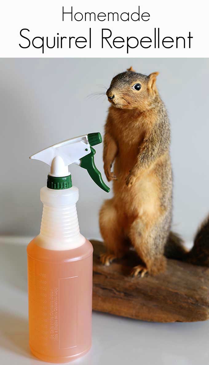 Homemade Squirrel Repellent Recipe - House of Hawthornes