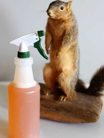squirrel repellent